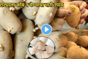 Kitchen Jugaad To Avoid Potatoes Sprout Or Batata Turning Green Bad