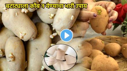 Kitchen Jugaad To Avoid Potatoes Sprout Or Batata Turning Green Bad