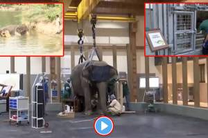reliance foundation elephant rescue project anant ambani