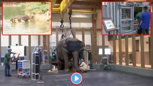 reliance foundation elephant rescue project anant ambani