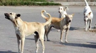 Mumbai Municipal Corporation campaign for rabies vaccination of stray dogs