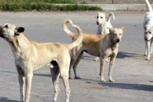 Mumbai Municipal Corporation campaign for rabies vaccination of stray dogs