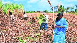 Compensation decision of sugarcane growers Only eight factories are ready to pay after the agitation