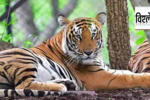 loksatta analysis ai based system to reduce human wildlife conflict in tadoba andhari tiger reserve
