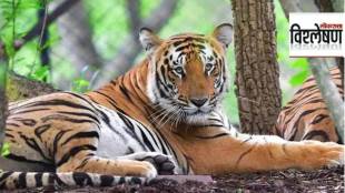 loksatta analysis ai based system to reduce human wildlife conflict in tadoba andhari tiger reserve