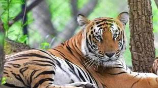 man killed in tiger attack near ballarpur city