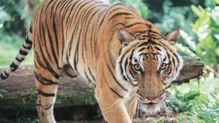 man went forest to bring firewood and got killed by tiger in chandrapur