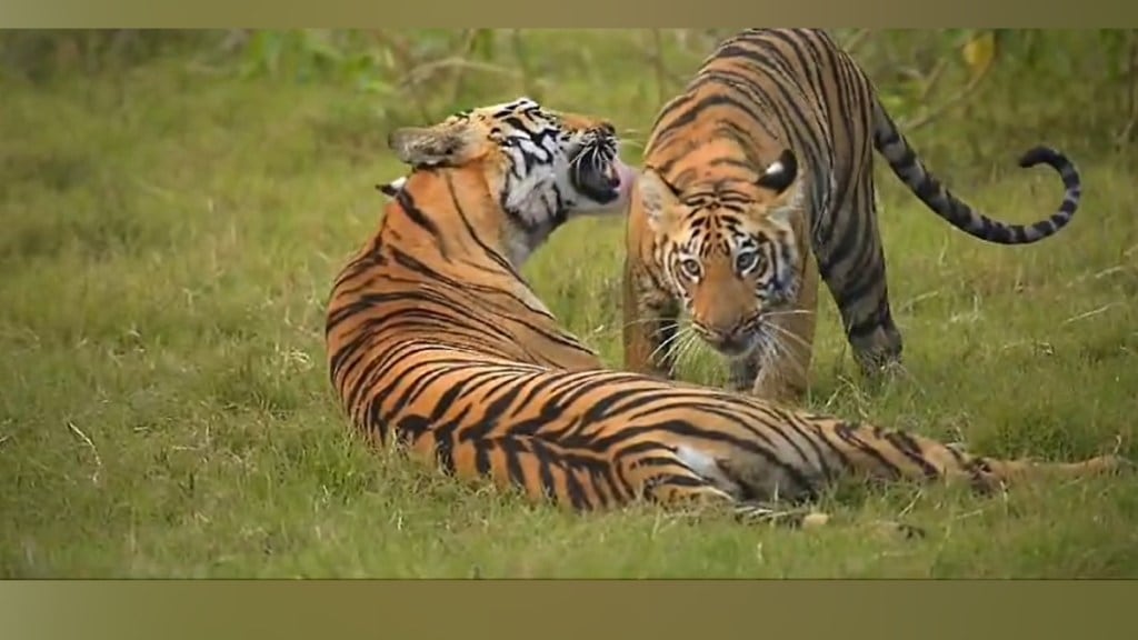 viral video, tadoba, tigress, cubs, veera, playing each other, nagpur, maharashtra,