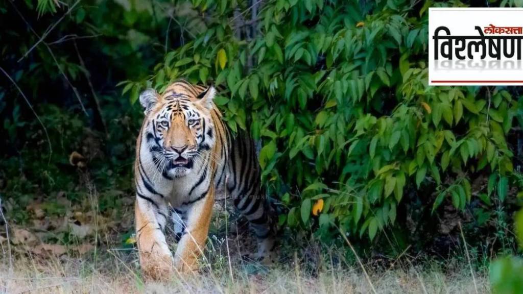 Release of Captive tiger in natural habitat