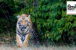 Release of Captive tiger in natural habitat