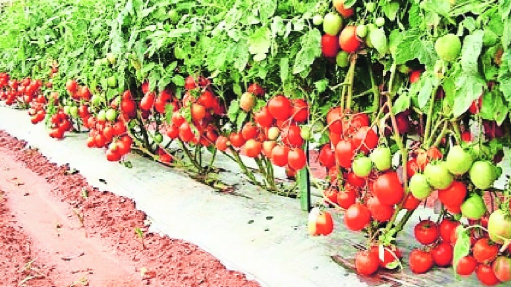 This is the story of successful mixed crop farming by a farmer in Kolhapur