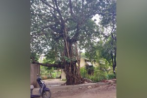 Kalyan Dombivli, municipal corporation, Tree Census, 7 Lakh Trees, Reveals,