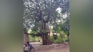 Kalyan Dombivli, municipal corporation, Tree Census, 7 Lakh Trees, Reveals,