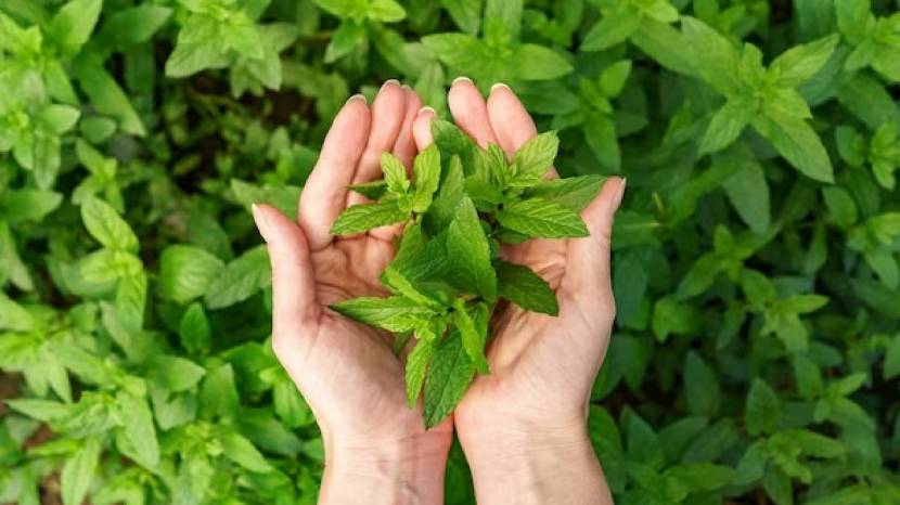 Tulsi homemade facepack