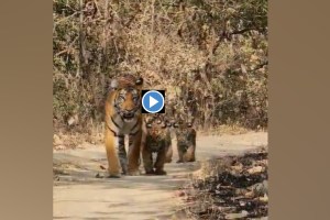tipeshwar sanctuary, archi tigress, cubs, attracting tourists, viral video, yavatmal, nagpur,