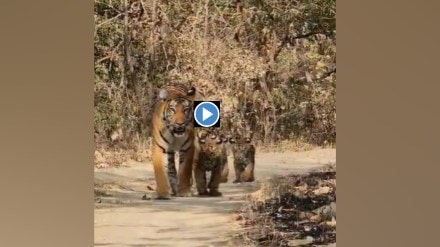 tipeshwar sanctuary, archi tigress, cubs, attracting tourists, viral video, yavatmal, nagpur,