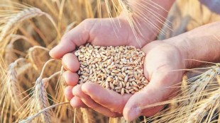 increase in temperature Prediction negative impact wheat production farmer