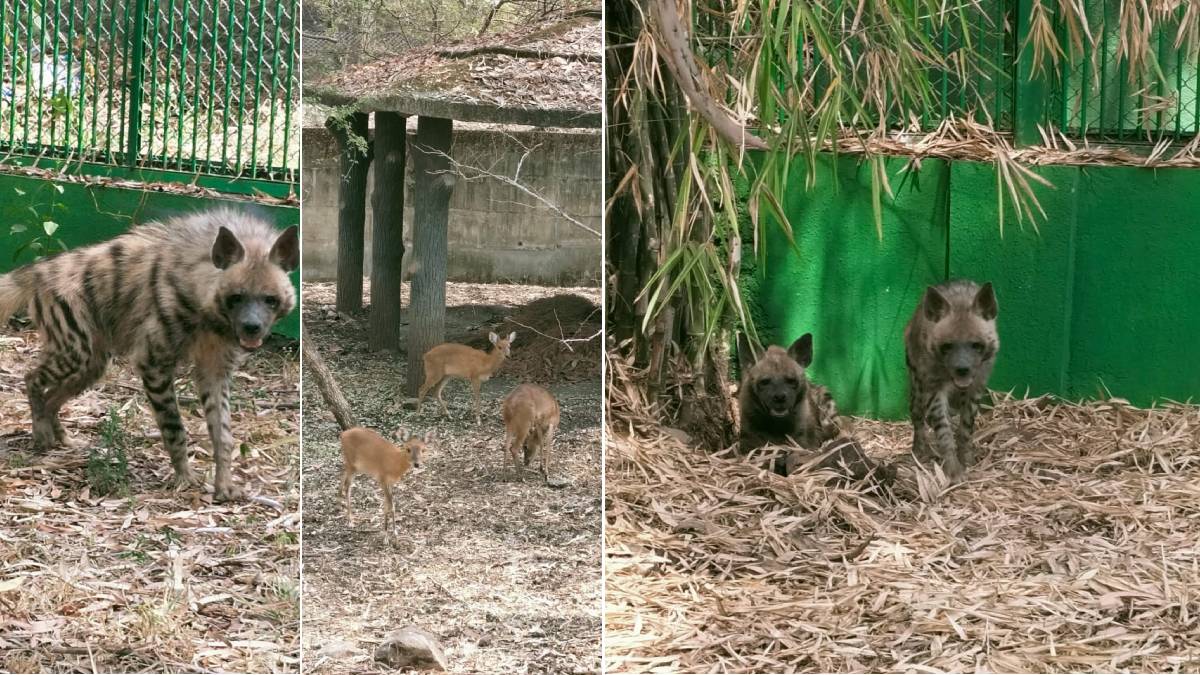 horned antelope hyenas and leopard in rajiv gandhi zoological park in katraj