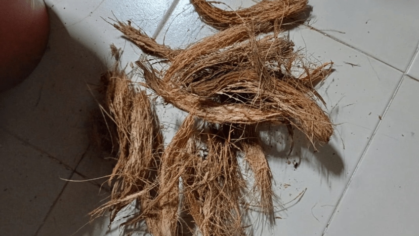 How to use coconut peels how to use coconut husk for plants