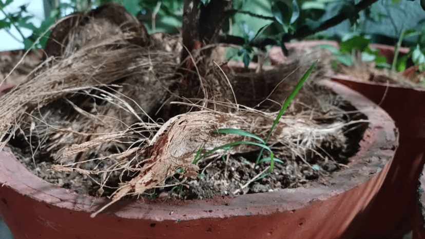 How to use coconut peels how to use coconut husk for plants