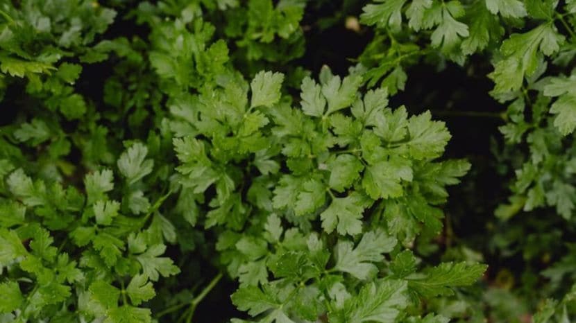 How to grow coriander at home garden tips 