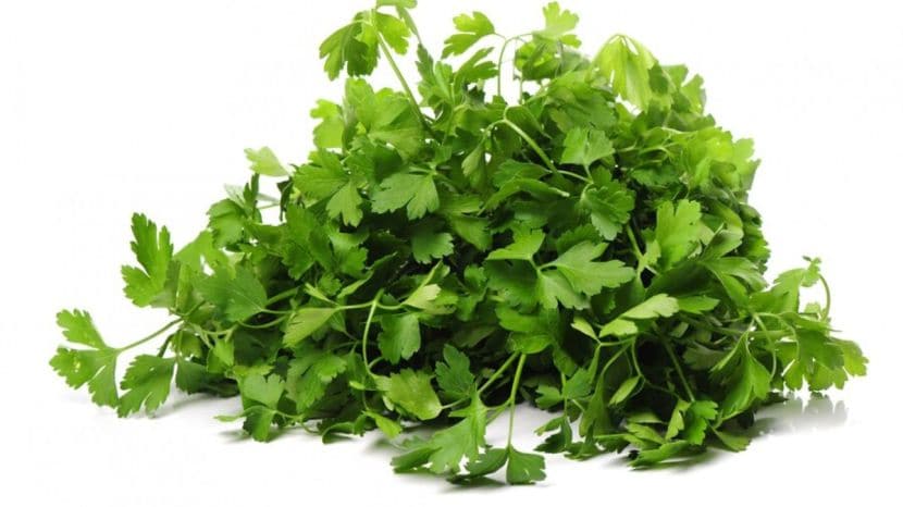 How to grow coriander at home garden tips 