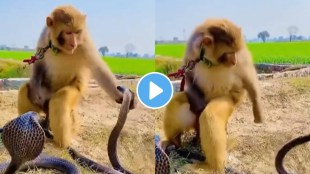 Monkey Fight With King Cobra Animal Fight Video Viral