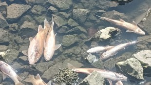 A pile of dead fish in the Indrayani River