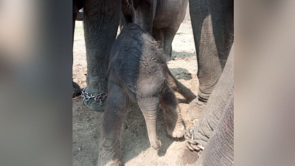 female elephant Rani gave birth to calf in the Kamalapur Elephant Camp