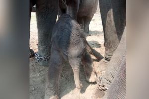 female elephant Rani gave birth to calf in the Kamalapur Elephant Camp