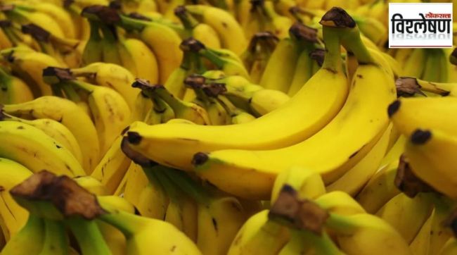 is fear of banana extinction over Genetic variety developed in Australia will be decisive