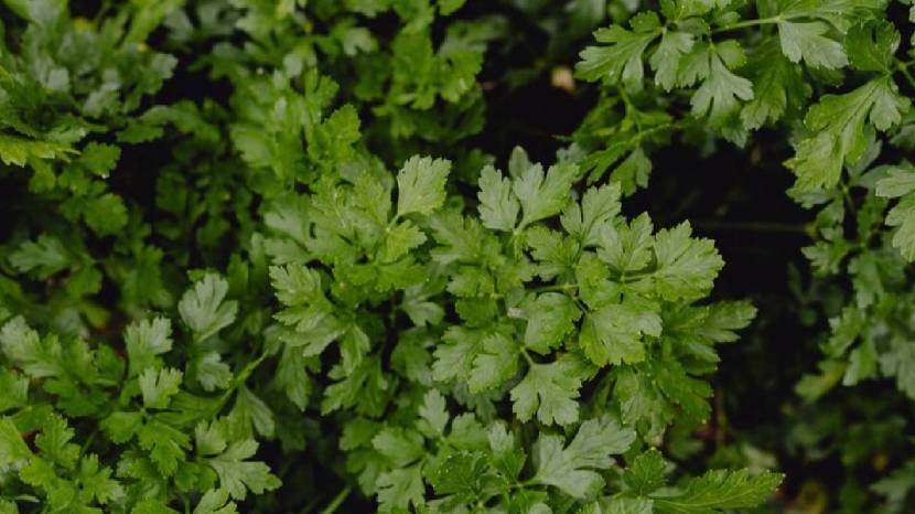 Chew Green Coriander Leaves On Empty Stomach Daily Morning