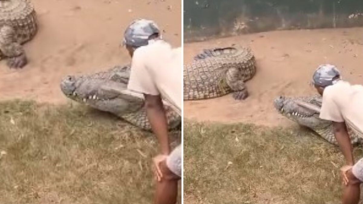Crocodile Attack Video