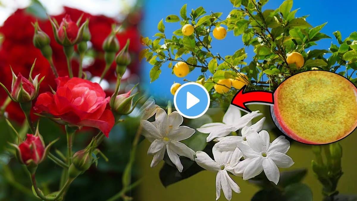 Video Rose Jaswandi Flower Plants Will Bloom With Simple Hing Gardening Hacks Marathi How Much Water to Give Plant in Summer