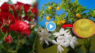 Video Rose Jaswandi Flower Plants Will Bloom With Simple Hing Gardening Hacks Marathi How Much Water to Give Plant in Summer