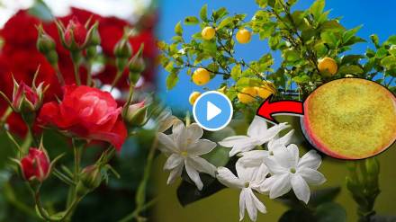 Video Rose Jaswandi Flower Plants Will Bloom With Simple Hing Gardening Hacks Marathi How Much Water to Give Plant in Summer