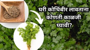 How to grow coriander at home
