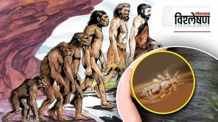 Human evolution explained