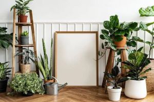 how to take Care of indoor plants