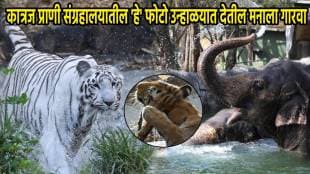 Pune Katraj Zoo Elephants White Tiger Playing In Water Ponds