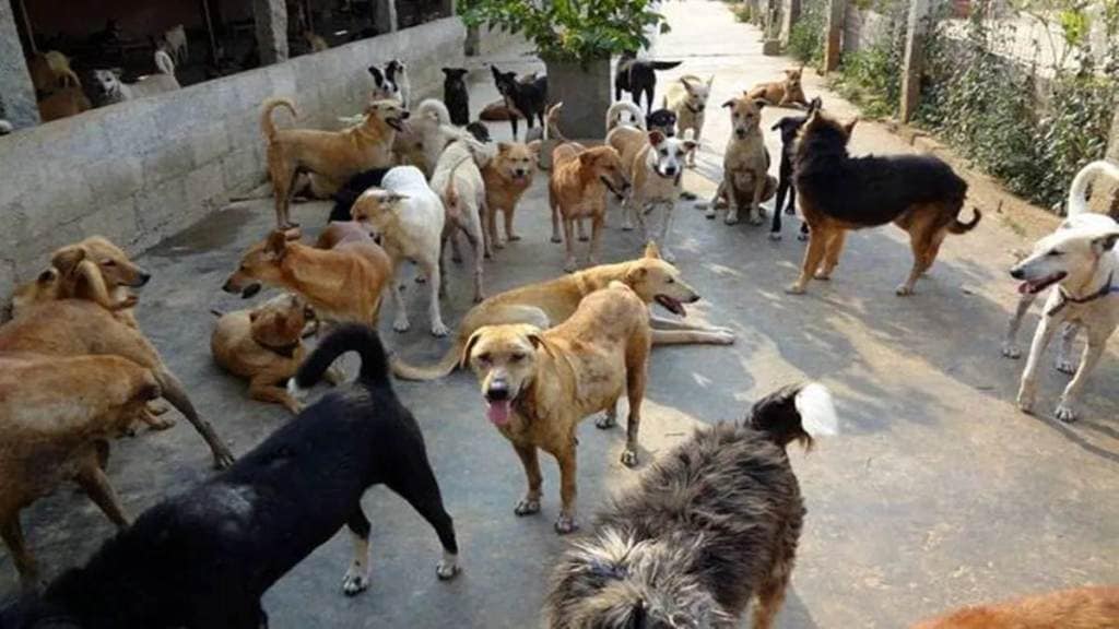 Kerala High Court on Stray Dogs,