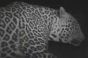 Leopard in Vasai Fort area fear among citizens