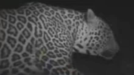 Leopard in Vasai Fort area fear among citizens