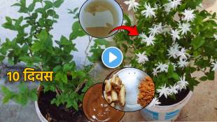 Video Use Banana Jaggery For Mogara Plant Marathi Gardening Hacks That Will Bloom Jasmine Mogara Plant in 10 days save money