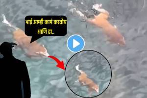 Making Fake Animal For Skipping Tax Video Of Monkey Swimming In River Shocks Netizens Get Jealous Saying We Are Stupid to Work