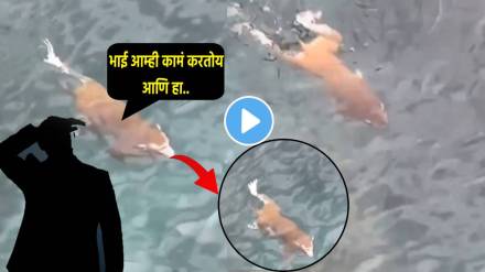 Making Fake Animal For Skipping Tax Video Of Monkey Swimming In River Shocks Netizens Get Jealous Saying We Are Stupid to Work
