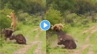 Viral Video Lionesses Attack Lion Buffalo Fight Video