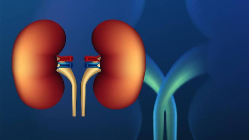 Kidney Health Human Can Survive With One Kidneys 