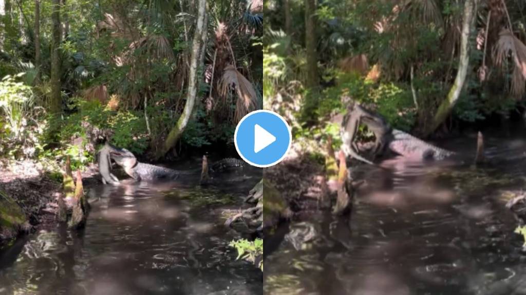 Horror crocodile attack crocodile attack little crocodile shocking video viral
