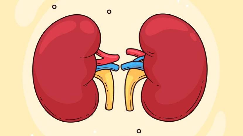 Kidney Health Human Can Survive With One Kidneys 